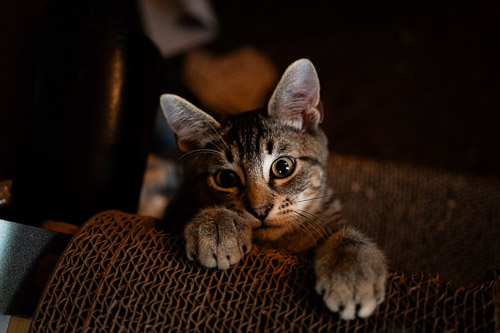 Mr. Tibbs  |  Wynantskill, NY - Jul 2026